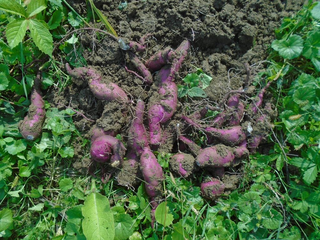 Récolte de patate douce