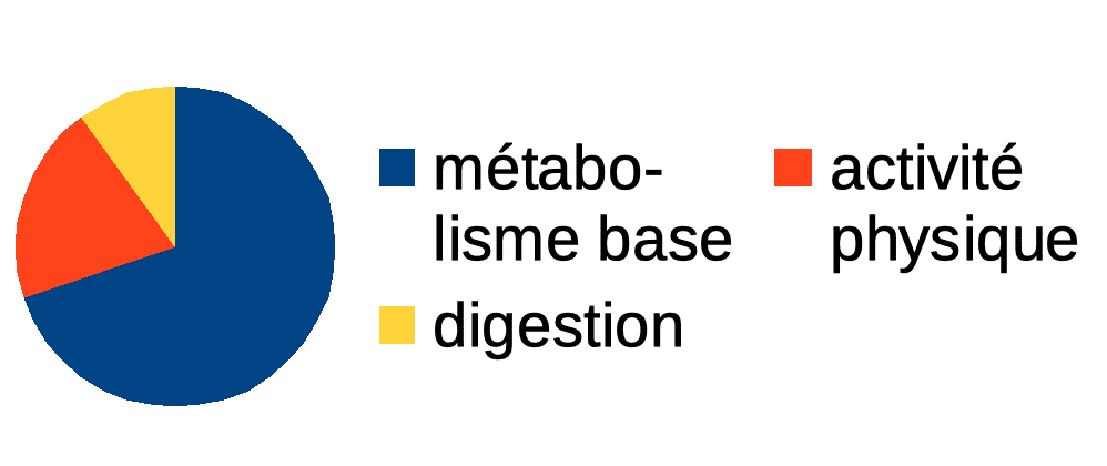 repartition-depenses-metabolisme-digestion